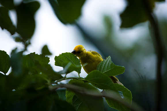 85548_ZV4N_7460-249_Miami_To_Sanibel_Island_FL_USA_Sanibel_FL_USA