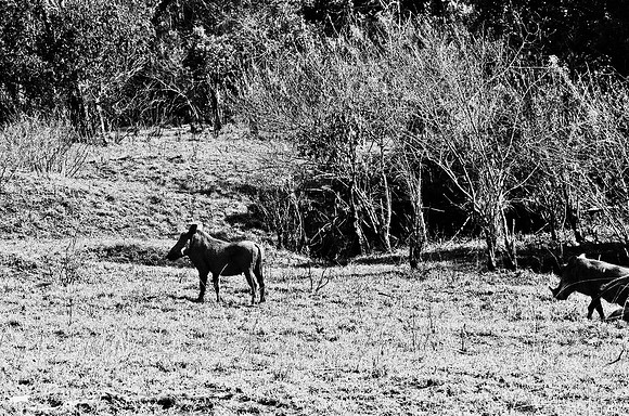 B3_82003_BW_194_New_Sarengety_Africa_89_7