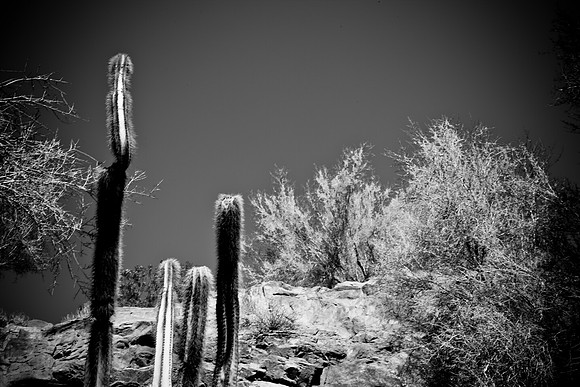 0031_La_Arizona_5L8Y5330