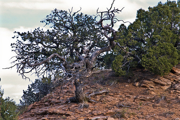 47840_B14_SL_COLOR_TUBA_CITY_TO_WUPATKI_NAT_MNT_NM_97_08.jpg
