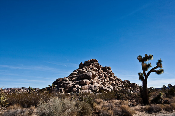06646_DG_COLOR_JOSHUA_TREE_NAT_PARK_29_PALMS_CALIFORNIA_CA_USA_2007_ZV4N_416