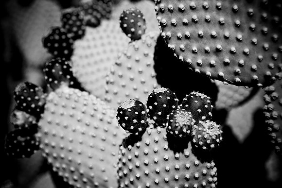 0031_DG_Cactus_Scottsdale_AZ_USA_2009_5L8Y5250