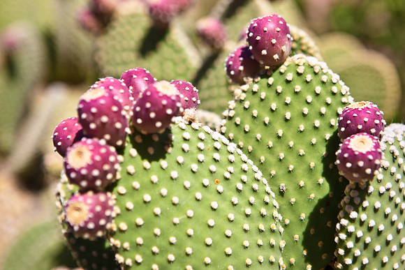 0031_DG_Cactus_Scottsdale_AZ_USA_2009_5L8Y5260