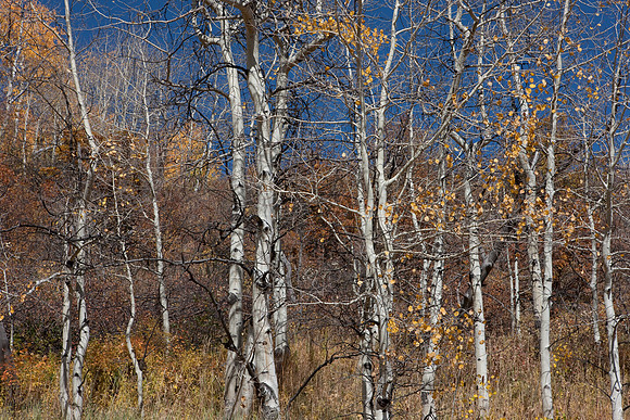 20080828_DVD9_DG_From_Glenwood_Spring_to_Aspen_CO_1996_full_blead