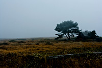 06590_ZV4N_2646_DG_COLOR_MENDOCINO_CALIFORNIA_CA_USA_2007_USA