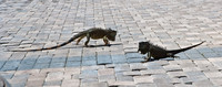 3876_DG_Cayman_Island_Caribbean_ZV4N0848