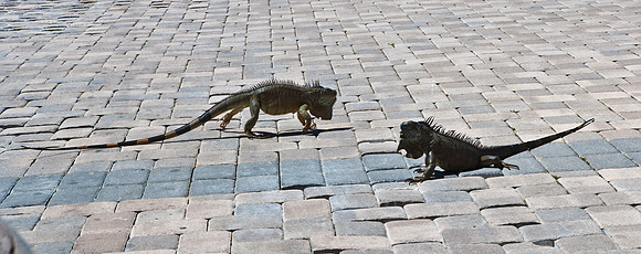 3876_DG_Cayman_Island_Caribbean_ZV4N0848