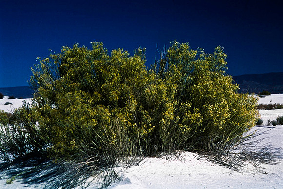 47894_B16_SL_COLOR_LA_MESILLA0_TO_WHITE_SOUNDS_NAT_MNY_HWY20_NM_97_2057.jpg
