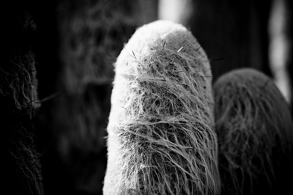 0031_La_Arizona_5L8Y5625
