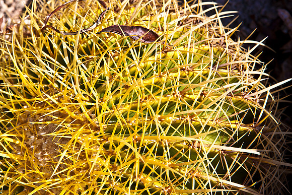 0031_DG_Cactus_Scottsdale_AZ_USA_2009_5L8Y5227