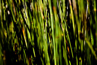 36409_DG_CALIFORNIA_USA_2007_ZV4N_0662