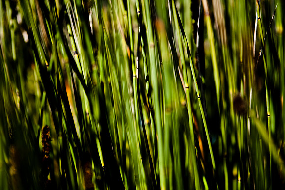 36409_DG_CALIFORNIA_USA_2007_ZV4N_0662