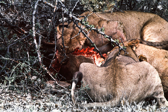 55448_SL_COLOR_LIONS_SUMBURU_KENYA_AFRICA_1989_19