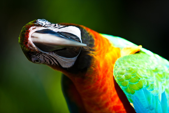 2903_DG_Island_Fisher_Birds_5l8Y_2933