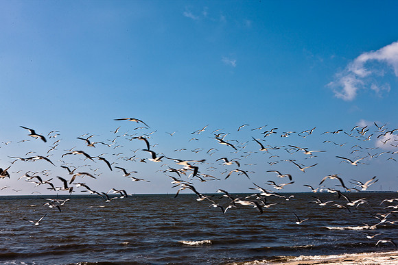 0036-NEW_ORLEANS_TO_PANAMA_CITY_BEACH_5L8Y1165