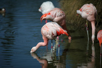 4975_DG_Fisher_Flamingos_Miami_FL_2010_IMG_0095