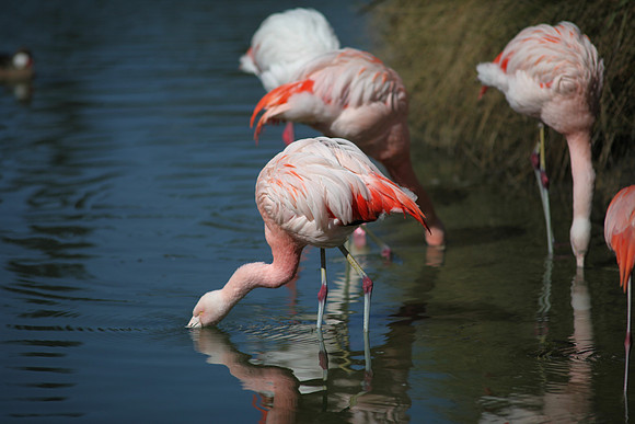 4975_DG_Fisher_Flamingos_Miami_FL_2010_IMG_0095