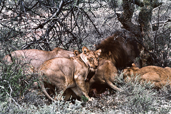 55448_SL_COLOR_LIONS_SUMBURU_KENYA_AFRICA_1989_15