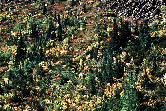 06817_B19_SL_COLOR_REVELSTOKE_TO_ROGERS_PASS_TO_GLACIER_NAT_PARK_OC_WS_97_10.jpg