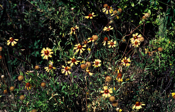 37877_B15_SL_COLOR_TAOS_TO_EMBUDA_TO_BANDELIER_NM_97_03.jpg