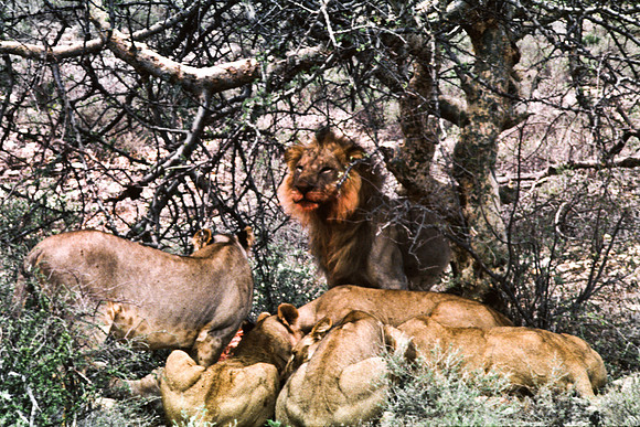 55448_SL_COLOR_LIONS_SUMBURU_KENYA_AFRICA_1989_2