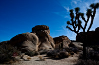 06646_DG_COLOR_JOSHUA_TREE_NAT_PARK_29_PALMS_CALIFORNIA_CA_USA_2007_ZV4N_459