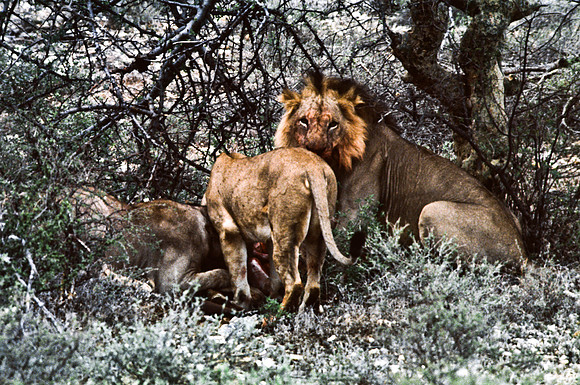 55444_SL_COLOR_LIONS_SUMBURU_KENYA_AFRICA_1989_15