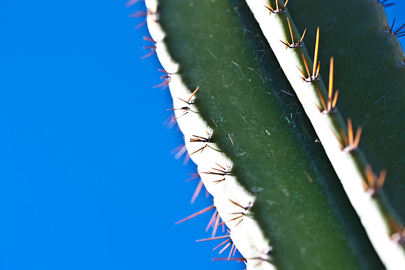 0031_DG_Cactus_Scottsdale_AZ_USA_2009_5L8Y5180