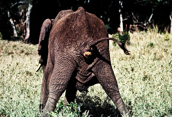 55393_SL_COLOR_ELEPHANTS_MASAI_KENYA_AFRICA_1989_19