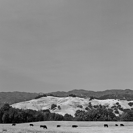 2385_B4P2_2_BW_SQ_Napa_Valley_CA_02_2.jpg