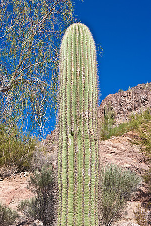 0031_La_Arizona_5L8Y5282