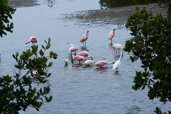 85531_20080322-ZV4N7352_Miami_To_Sanibel_Island_Florida_Everglades_FL_USA