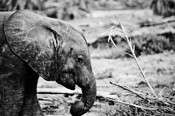 B3_82007_BW_194_New_Masa_Mara_Africa_89_13