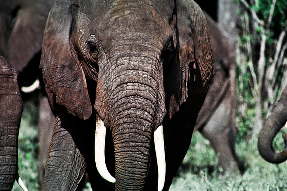 55394_SL_COLOR_ELEPHANTS_MASAI_KENYA_AFRICA_1989_10