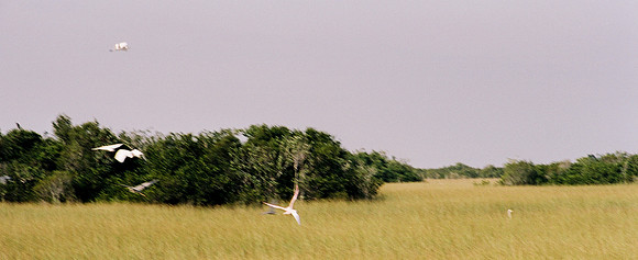 84694_EVERGLADES 33941__Azuley-R4-12A