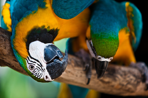 2903_DG_Island_Fisher_Birds_5l8Y_2995