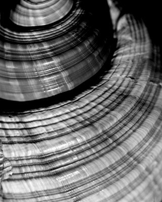 42426_FM_4X5_BW_GIANT_TUM_FL_04_09
