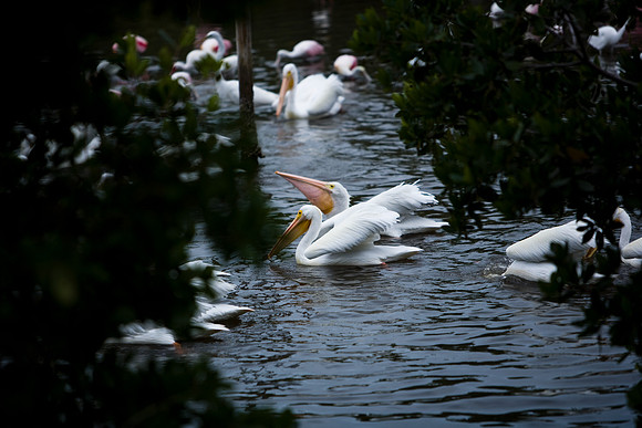 85547_ZV4N_7331-120_Miami_To_Sanibel_Island_FL