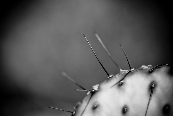 0031_La_Arizona_5L8Y5588