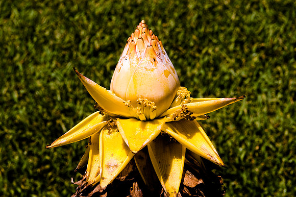 84775_DSC_0086_Fairchild_Garden_Miami_FL_USA