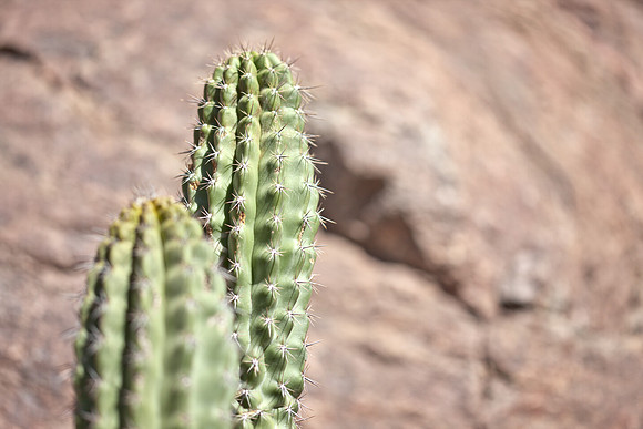 0031_La_Arizona_5L8Y5608