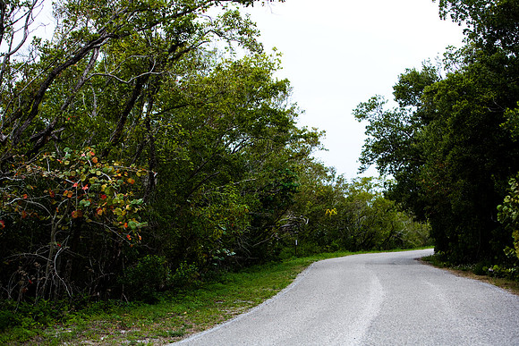 85531_20080322-ZV4N7385_Miami_To_Sanibel_Island_Florida_Everglades_FL_USA