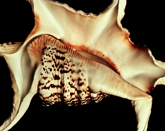 42470_FM_4X5_COLOR_CHIAGRA_SHELLS_FL_04_20.jpg