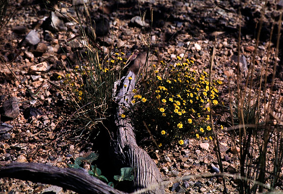 47898_B16_SL_COLOR_SANDS_NAT_MNT_TO_TREE-RIVER_FROM_HWY70_TO_HWY54N_NM_97_1717.jpg