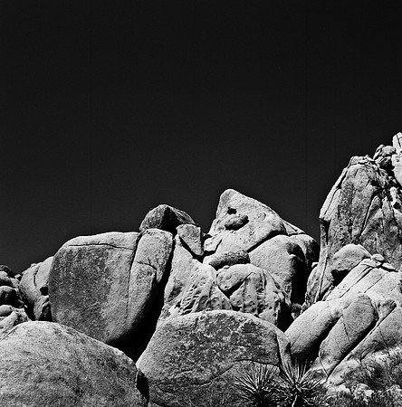 2335_FM_BW_SQ_JOSHUA_TREE_CA_02_4.jpg