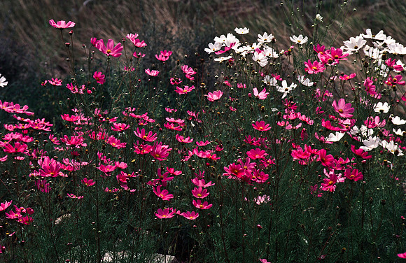 37861_B15_SL_COLOR_CIMARRON_TO_CARSON_NF_LOOP_TO_TAOS_HWY56_NM_97_14.jpg