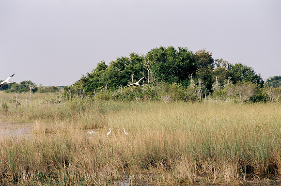 84694_EVERGLADES 33937__Azuley-R2-10