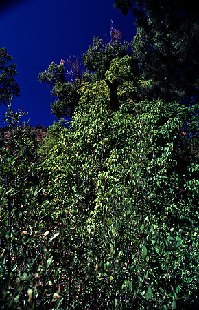 37876_B15_SL_COLOR_TAOS_TO_EMBUDA_TO_BANDELIER_NM_97_15.jpg