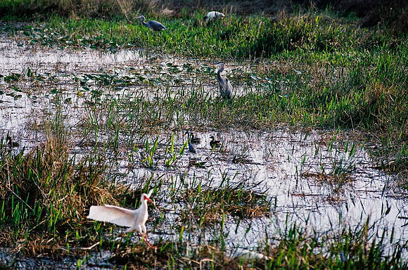 84694_EVERGLADES 33939__Azuley-R7-22A