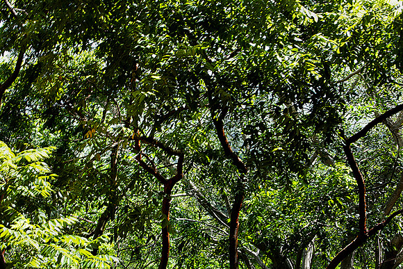 36264_DG_Color_North_America_Ixtapa_MexicoZV4N4961